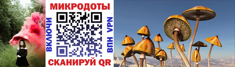 Купить где  Мирный  Псилоцибиновые грибы Cubensis 